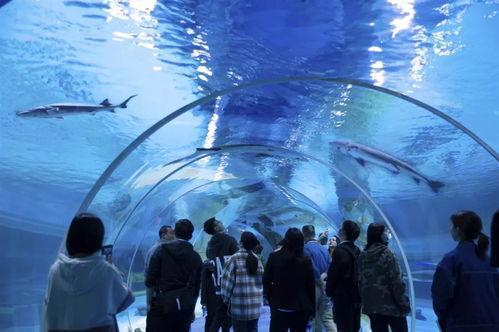 水底世界爆料视频大全集,揭秘水底世界爆料视频大全集