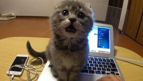 猫在线视频在线观看,热门猫在线视频大盘点