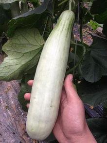 吕四网红吃瓜,揭秘网络红人的幕后生活