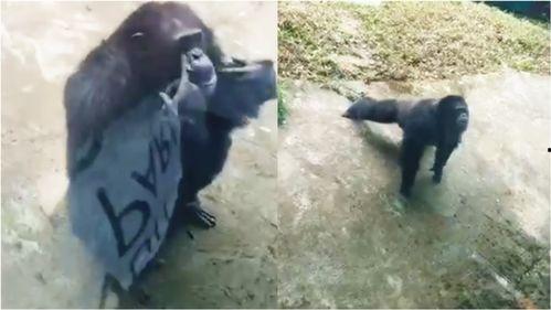 重庆网友爆料家人视频,揭秘日常生活瞬间