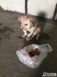 大狗爆料视频,一窥娱乐圈幕后真相