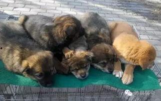 沛县狗市爆料最新消息今天,最新爆料揭示惊人内幕！